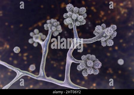 Cunninghamella fungi, illustration Stock Photo