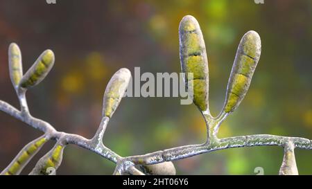 Dermatophyte fungus Epidermophyton floccosum, illustration Stock Photo