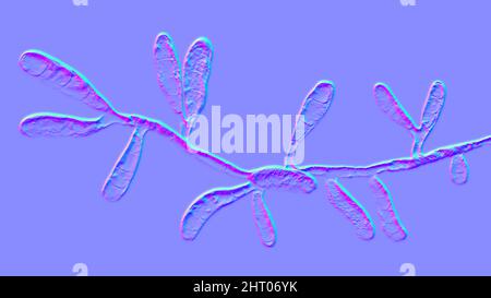 Dermatophyte fungus Epidermophyton floccosum, illustration Stock Photo
