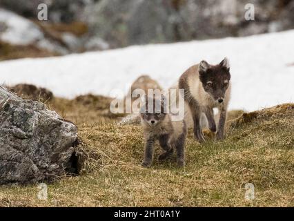 Arctic fox (Vulpes lagopus) mother and pup playing near the den site. Svalbard Archipelago, Norwegian Arctic, Norway Stock Photo