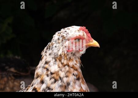 Portrait of an orange, brown, white and black patterned hen Stock Photo