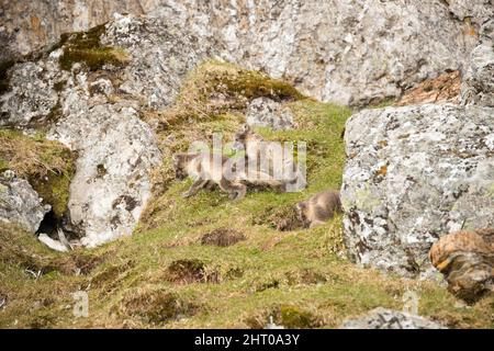 Arctic fox (Vulpes lagopus) mother and pups playing near the den site. Svalbard Archipelago, Norwegian Arctic, Norway Stock Photo
