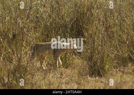 Jungle cat (Felis chaus) walking in tall grass. Kanha National Park, Madhya Pradesh, India Stock Photo