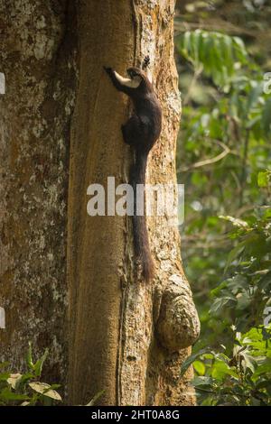 Black giant squirrel (Ratufa bicolor) climbing a tree trunk. They are about 40 cm long plus a 50 cm tail. Kaziranga National Park, Assam, India Stock Photo