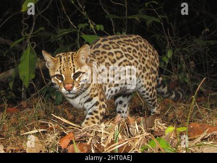 Ocelot (Leopardus pardalis) hunting at night, camera trap shot. Mato Grosso, Pantanal, Brazil Stock Photo