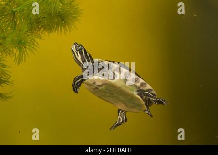Peninsula cooter (Pseudemys peninsularis) underwater. Origin: Florida, USA Stock Photo