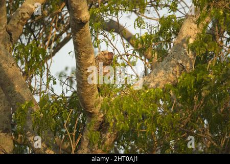 Brazilian porcupine (Coendou prehensilis) climbing a tree. Mato Grosso, Pantanal, Brazil Stock Photo