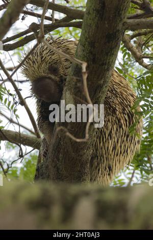 Brazilian porcupine (Coendou prehensilis) at rest in a tree during daytime. Mato Grosso, Pantanal, Brazil Stock Photo