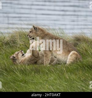 Mountain lions (Puma concolor) two adults playing in grass by a lake. Torres del Paine National Park, Chile Stock Photo