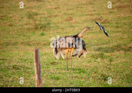 Greater rhea (Rhea americana) in grassland, being harassed by a Pied lapwing (Vanellus cayanus). Northern Pantanal, Mato Grosso, Brazil Stock Photo