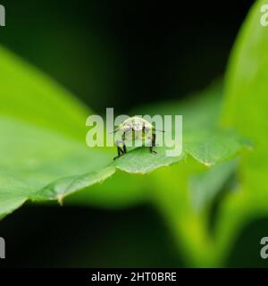 Green stink bug juvenile larva beetle insect macro photography Stock Photo