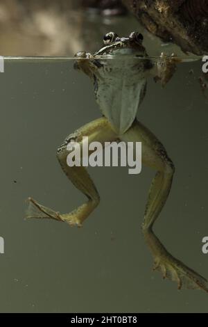 Wood frog (Rana sylvatica) vertical in water, split level shot. Origin: widespread in North America including Alaska Stock Photo