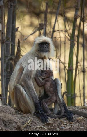 Northern Plains grey langur (Semnopithecus entellus) female with an infant clinging to her. Pench National Park, Madhya Pradesh, India Stock Photo