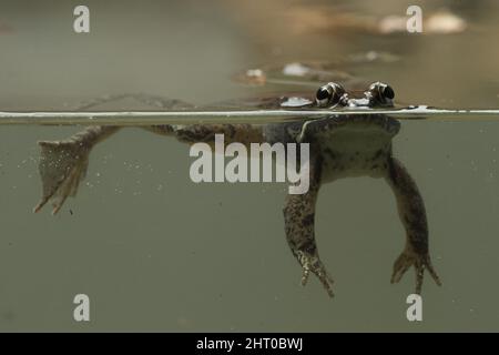 Wood frog (Rana sylvatica) in water, split level shot. Origin: widespread in North America including Alaska Stock Photo