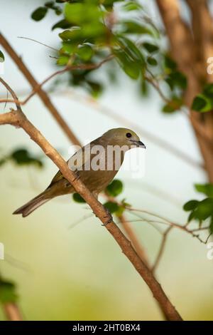 Palm tanager (Thraupis palmarum) on a branch. Northern Pantanal, Mato Grosso, Brazil Stock Photo