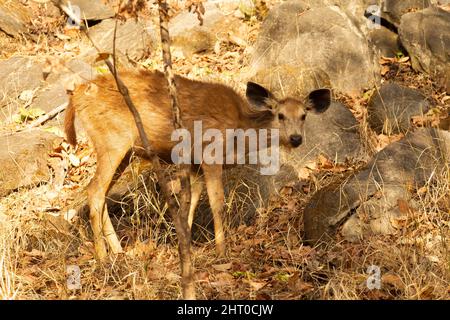 Sambar (Rusa unicolor) doe looking around to the photographer. Pench National Park, Madhya Pradesh, India Stock Photo