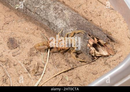 Striped bark scorpion (Centruroides vittatus) female with young on her back. The average brood is about 30 but can be more than 50. South Texas, USA Stock Photo