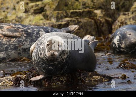 Gray Seal, Halichoerus grypus, hauled out of beach, Farne Island, Great Britian Stock Photo