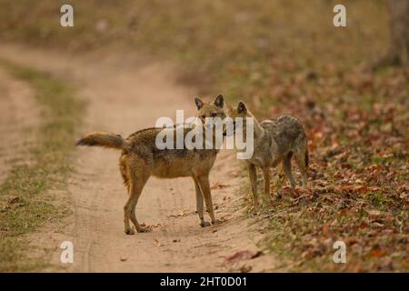 Indian jackals (Canis aureus indicus), adult and juvenile. Lives near habitations. scavenging offal and garbage, also eating rodents, reptiles and fru Stock Photo