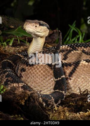 Central American bushmaster (Lachesis stenophrys) coiled in leaf litter. Arenal Volcano, Costa Rica Stock Photo