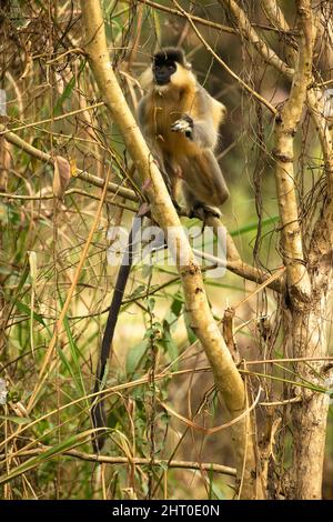 Blond-bellied apped langur (Trachypithecus pileatus pileatus), vulnerable subspecies, in a tree. Kaziranga National Park, Assam, India Stock Photo