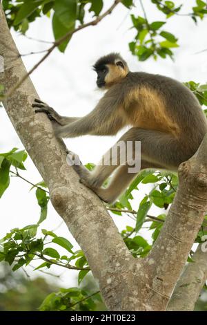 Blond-bellied apped langur (Trachypithecus pileatus pileatus), vulnerable subspecies, propped in the fork of a tree. Kaziranga National Park, Assam, I Stock Photo