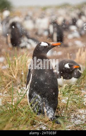 Gentoo penguin (Pygoscelis papua) pair in falling snow during the nesting season. Sea Lion Island, Falkland Islands Stock Photo