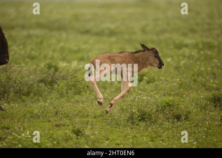 Blue wildebeest (Connochaetes taurinus) newborn calf galloping. Ngorongoro Conservation Area, Tanzania Stock Photo