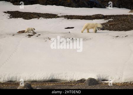 Polar bear (Ursus maritimus), Liefdefjorden, Haakon VII Land, Spitsbergen Island, Svalbard Archipelago, Norwegian Arctic Stock Photo