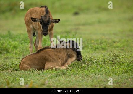 Blue wildebeest (Connochaetes taurinus) calves, immature and a newborn. Ngorongoro Conservation Area, Tanzania Stock Photo
