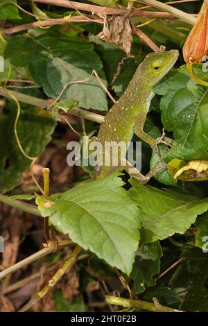 Neotropical green anole (Anolis biporcatus) in foliage, basking. Rancho Naturalista, Turrialba, Costa Rica Stock Photo