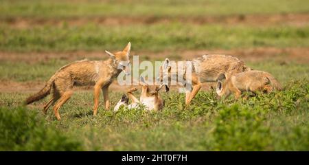 Golden jackal (Canis aureus) adult and three pups that are playfighting. Ngorongoro Conservation Area, Tanzania Stock Photo