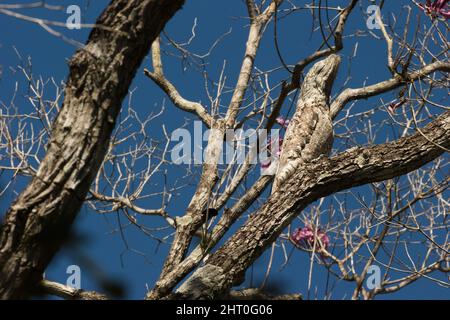 Great potoo (Nyctibius grandis) in a tree, camouflaged as a branch. Pantanal, Mato Grosso, Brazil Stock Photo