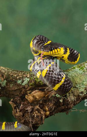 Gold-ringed cat snake (Boiga dendrophila gemmicincta), threat display. The snake is not dangerous for people. The usual length is between 1.8 and 2.4 Stock Photo