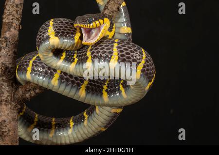 Gold-ringed cat snake (Boiga dendrophila gemmicincta), threat display. The snake is not dangerous for people. The usual length is between 1.8 and 2.4 Stock Photo