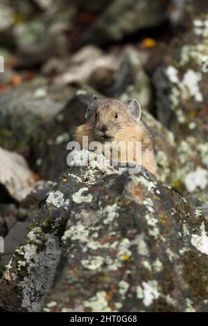 American pika (Ochotona princeps) among lichen-covered boulders of Sheepeaters Cliff, Yellowstone National Park, Wyoming, USA Stock Photo