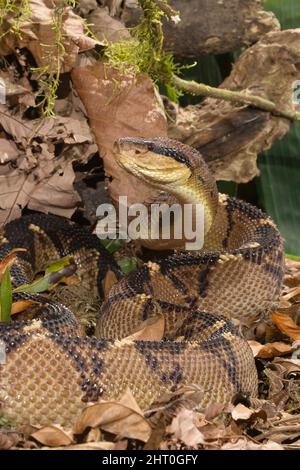 Central American bushmaster (Lachesis stenophrys), often grows to 2 m long. Arenal Volcano area, Costa Rica Stock Photo