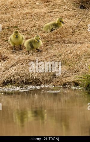 Canada goose (Branta canadensis), three young near a pond. Central Pennsylvania, USA Stock Photo