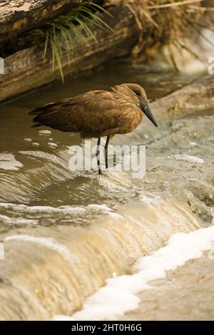 Hammerkop (Scopus umbretta) standing on a little spillway looking for prey in the shallow water. Masai Mara National Reserve, Kenya Stock Photo