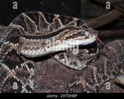 South American rattlesnake (Crotalus durissus) portrait with head raised from its coil, tongue protruding. Arenal Volcano, Costa Rica Stock Photo