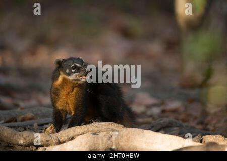 South American coati (Nasua nasua) between 95 and 113 cm long including the tail. Pantanal, Mato Grosso, Brazil Stock Photo