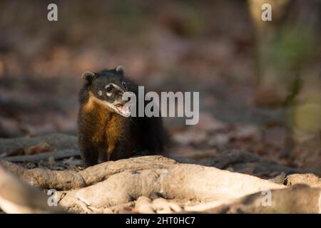 South American coati (Nasua nasua) vocalising. Pantanal, Mato Grosso, Brazil Stock Photo