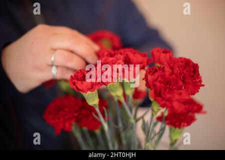 Bouquet of carnations. Red flowers. Prepare flowers. Opening petals. Stock Photo