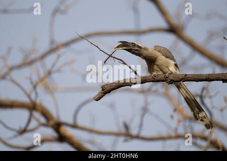 Indian grey hornbill (Ocyceros birostris), a large bird, about 61 cm long. Kanha National Park, Madhya Pradesh, India Stock Photo