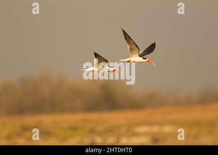 Indian skimmer (Rynchops albicollis) pair in flight. Satpura National Park, Madhya Pradesh, India Stock Photo