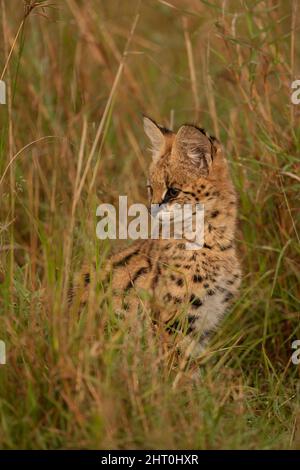Serval (Leptailurus serval) sitting motionless and alert in tall grass, intent on a prey. Masai Mara National Reserve, Kenya Stock Photo