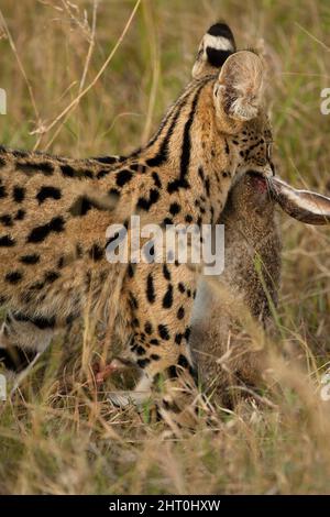 Serval (Leptailurus serval) dragging its prey, an African hare (Lepus microtis). Masai Mara National Reserve, Kenya Stock Photo