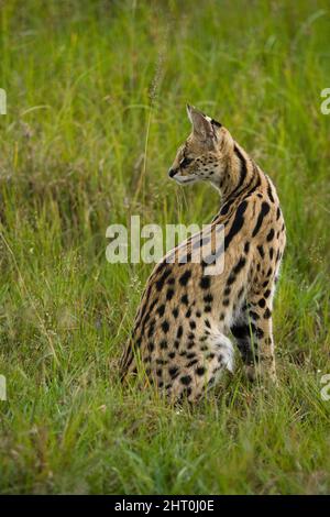 Serval (Leptailurus serval) sitting, head turned to watch a possible prey. Masai Mara National Reserve, Kenya Stock Photo