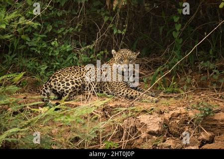Jaguar (Panthera onca), lying down on river bank. Pantanal, Mato Grosso, Brazil Stock Photo