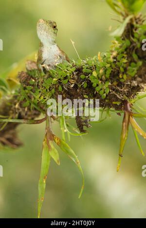 Neotropical green anole (Anolis biporcatus) on a tree in forest. Costa Rica Stock Photo